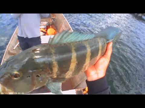 Pescaria de tucunares azuis dia 04/12/2025 Água Comprida- MG ESSA PESCARIA FOI TOP