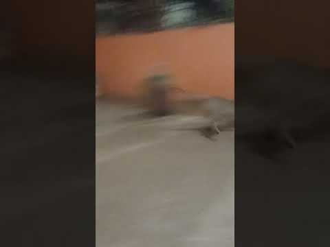 Tiger Baba tried to molest Gurubahin I Dharamrai Dhar MP Narmada Parikrama #reva #cat