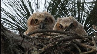 preview picture of video 'Great Horned Owlets Central Florida'