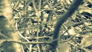 Sergio Dalma   Si Te Vas