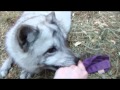 Playing with my pet arctic fox