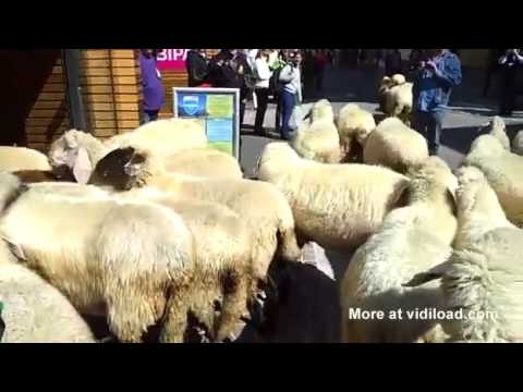 Un gregge invade Boutique, in Austria.