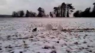 Smithy scared of the snow during dog walking!