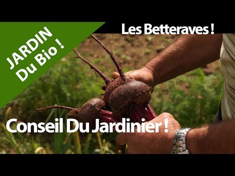 Jardin.Betteraves.Conseil nature et culture.Legumes.Fruits.Bio.France Video