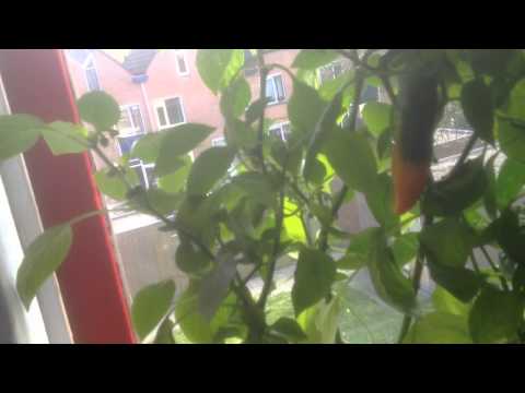 GIGANTIC Madame Jeanette & adjoema Peppers Home Grown part 2