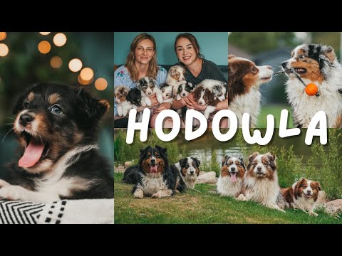 Australian Shepherd - conversation with the owner of the kennel