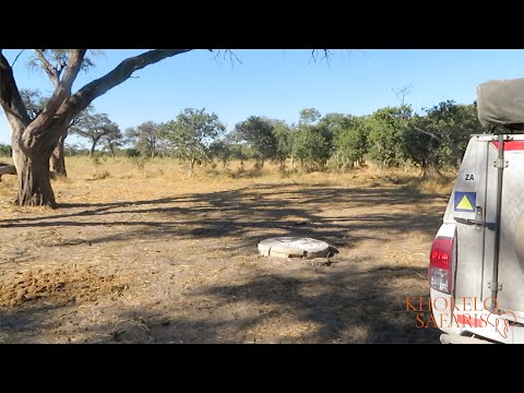 Magotho Camp Khwai Preview