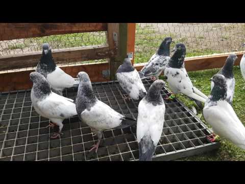 Pakistani hight flyer Pigeons in Germany 2017