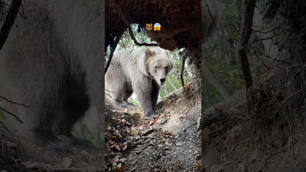 NAPAO ME MEDVED U ŠUMI.. 🐻😱