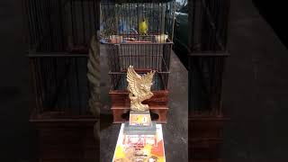 Download lagu Pleci dakun garut juga bisa nembak mp3