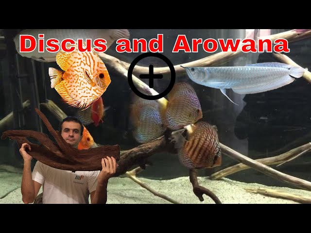 Discus and arowana tank