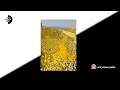 Jay Malhar WhatsApp Status ️ Malhar Vari Song Status
