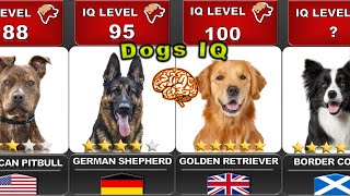 Funny Dog Videos: Dog dogs smartest dog iq doberman rottweiler german shepherd is de top