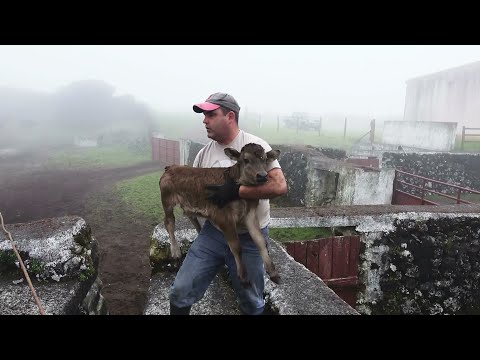 JAF - Desparasitação Das Vacas - Pastagens Dos Boins - Ilha Terceira - Açores ( Deworming The Cows)