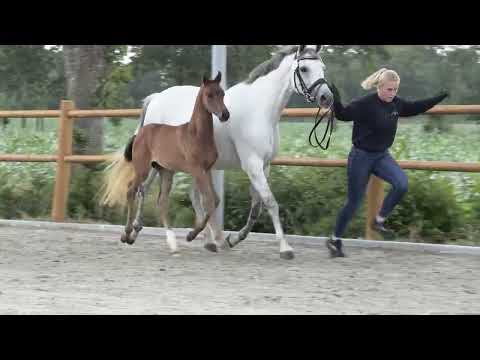 Elitefohlen   Franklin Fürstenball Sandro Hit Inschallah