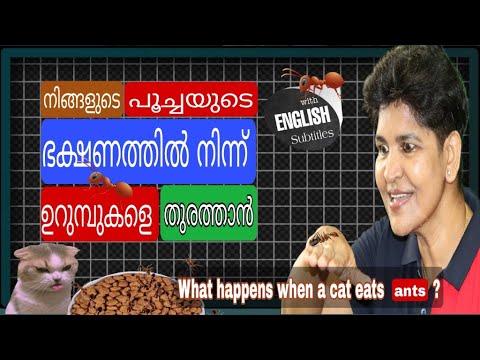 Top Tips To Get Rid Of Ants From Your Cats Food | Cat Safety ‎@NANDAS pets&us  | Vanaja Subash