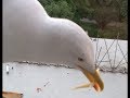 Seagull Eating McDonald S French Fries