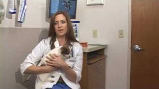 Dog Health Treatment & Advice : How to Prevent Bad Breath in Pets