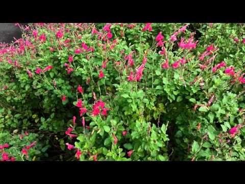 download lagu mp3 mp4 San Carlos Festival Sage, download lagu San Carlos Festival Sage gratis, unduh video klip San Carlos Festival Sage