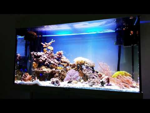 Akwarium Morskie Cyjano, zakupy