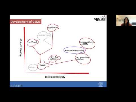 Genome scale metabolic model of yeast