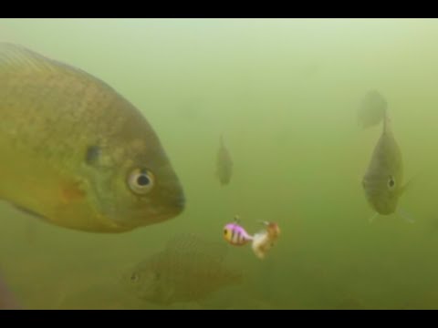 Ice Fishing Philadelphia Underwater Panfish/Bluegill/Perch 2016