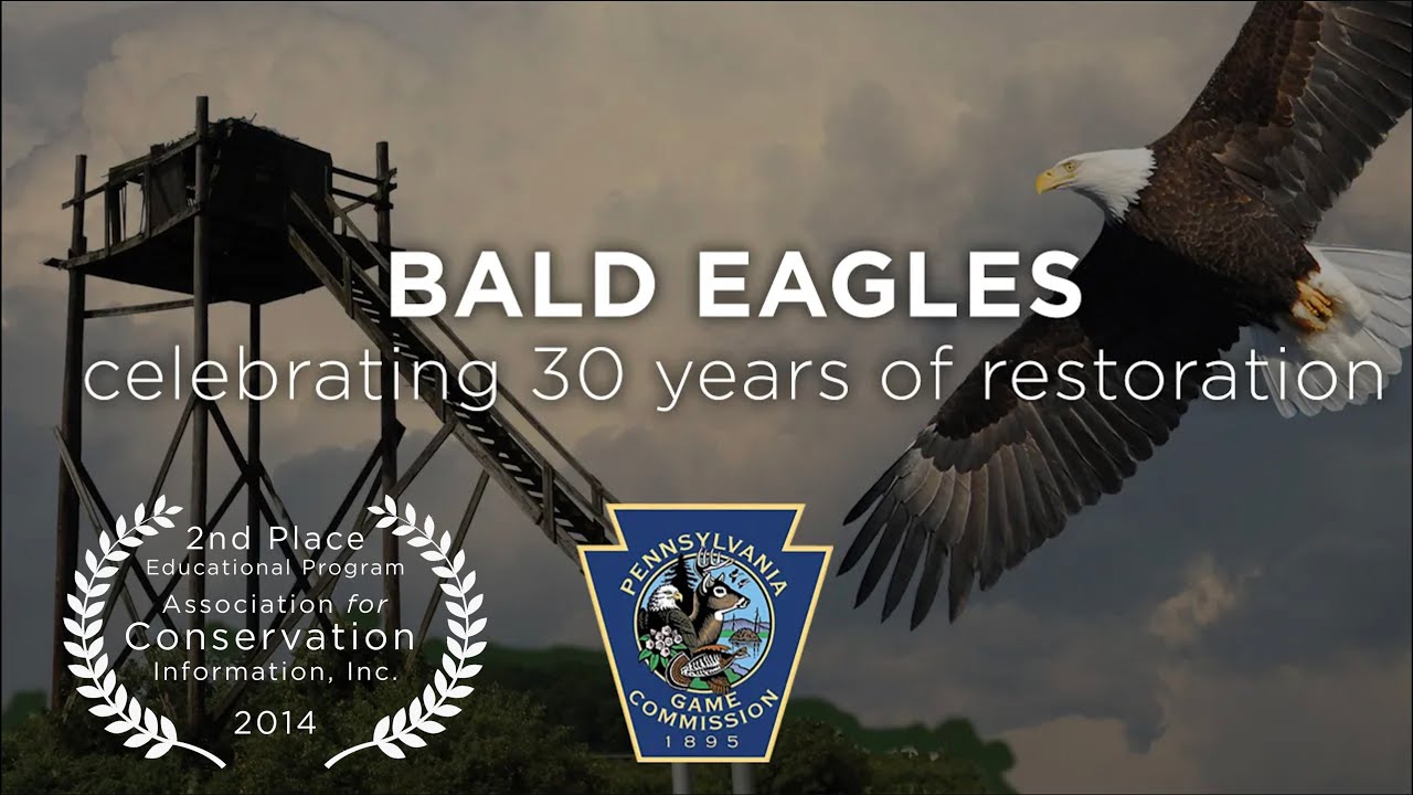 The 8 Best Documentaries About Bald Eagles