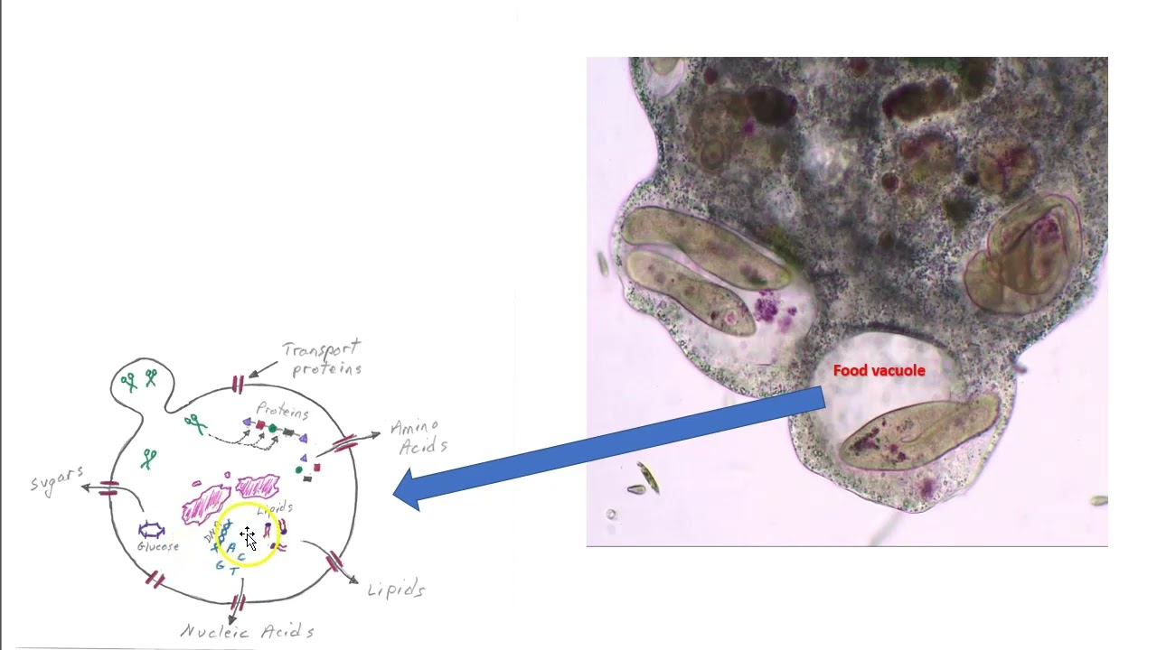 Amoeba digestion and absorption