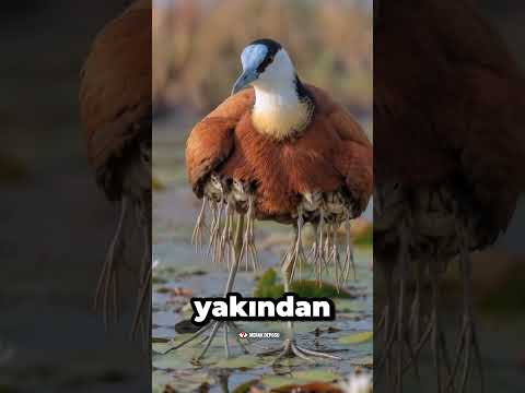 Bu Kuşun Neden Bu Kadar Çok Bacağı Var? 😳🐦