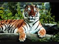Dschinghis Khan - Tiger, Tiger