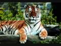 Dschinghis Khan - Tiger, Tiger 