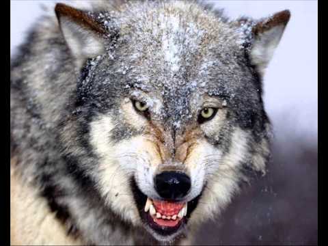 Talksick - Canis Lupus Albus