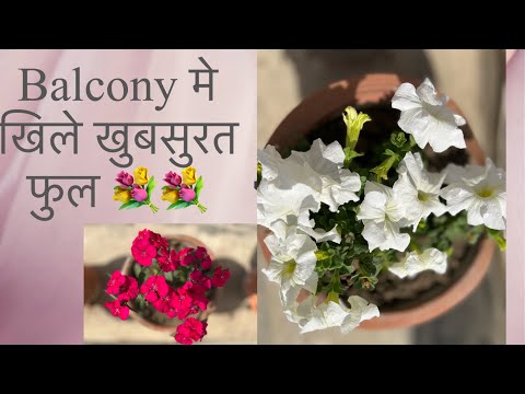Balcony मे खिले खुबसुरत फुल ॥