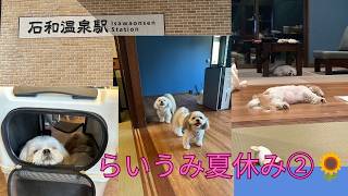 【らいうみ旅行】らいうみの夏休み②|石和温泉#しろもふ #犬のいる暮らし#旅行vlog #doglife
