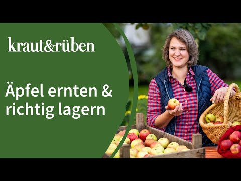 🍎Harvesting apples, storing apples | Determining the harvest time and storing them correctly