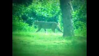 preview picture of video 'Bobcat in Hinsdale,NH'