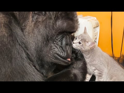 樹齢約13,000年:猫と人間の深い絆