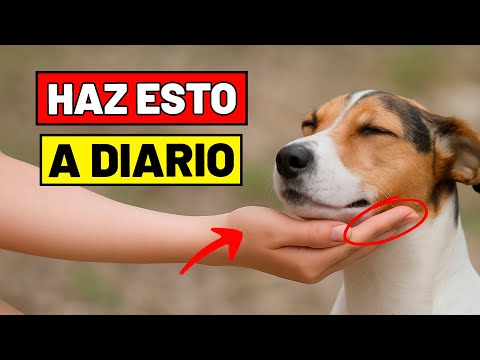7 COSAS SIMPLES que hacen EXTREMADAMENTE FELIZ a tu PERRO (¡y tú ni haces la mitad!)