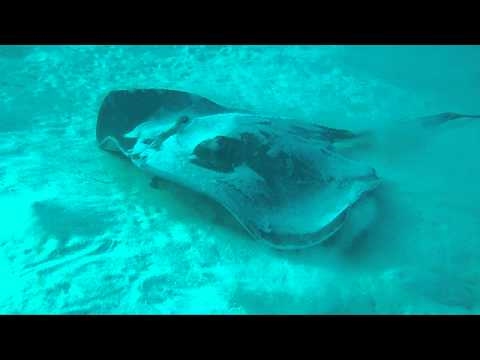 Stingray at Red Slave