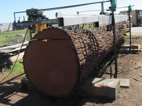 Pacific Coast Lumber. Giant Walnut Milling.  23,000 pound log milled. Video