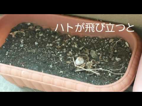 鳩が庭やバルコニーの植木鉢に卵を産まないようにするための 5 つ以上のヒント  庭園