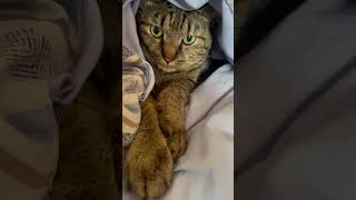 いつもと違うところ気づいた？ #cat #ねこ #猫のいる暮らし #猫動画 #ねこ動画