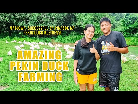 AMAZING PEKIN DUCK FARMING (2/2) | MAGJOWA, SUCCESSFUL SA PINASOK NA PEKIN DUCK BUSINESS