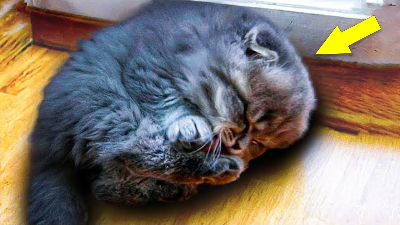 Grandma Saved a Tiny Kitten — But When He Grew Up, She Couldn't Believe Her Eyes!