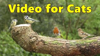 Cat TV ~ Videos for Cats to Watch Lovely Birds ⭐ 8 HOURS ⭐