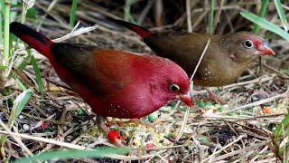 How to breed finches : The Red-billed Fire Finch ( Lagonosticta senegala )