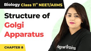 Structure of Golgi Apparatus - Cell: The Unit of Life | Class 11 Biology