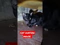 Cat Hunting Mouse Cat Hunting Mouse Hunt Eating