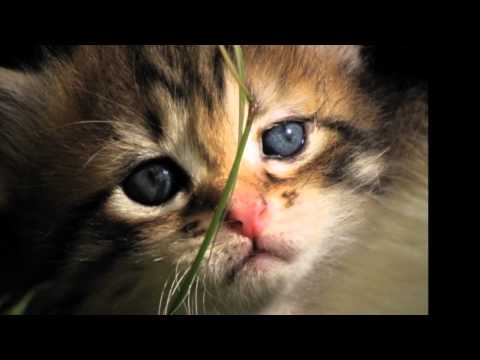 Bill Conti, A Prayer for the Dying. (HD)