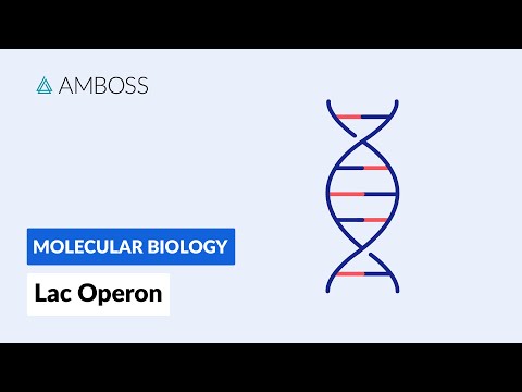 Prokaryotic Gene Regulation: Lac Operon